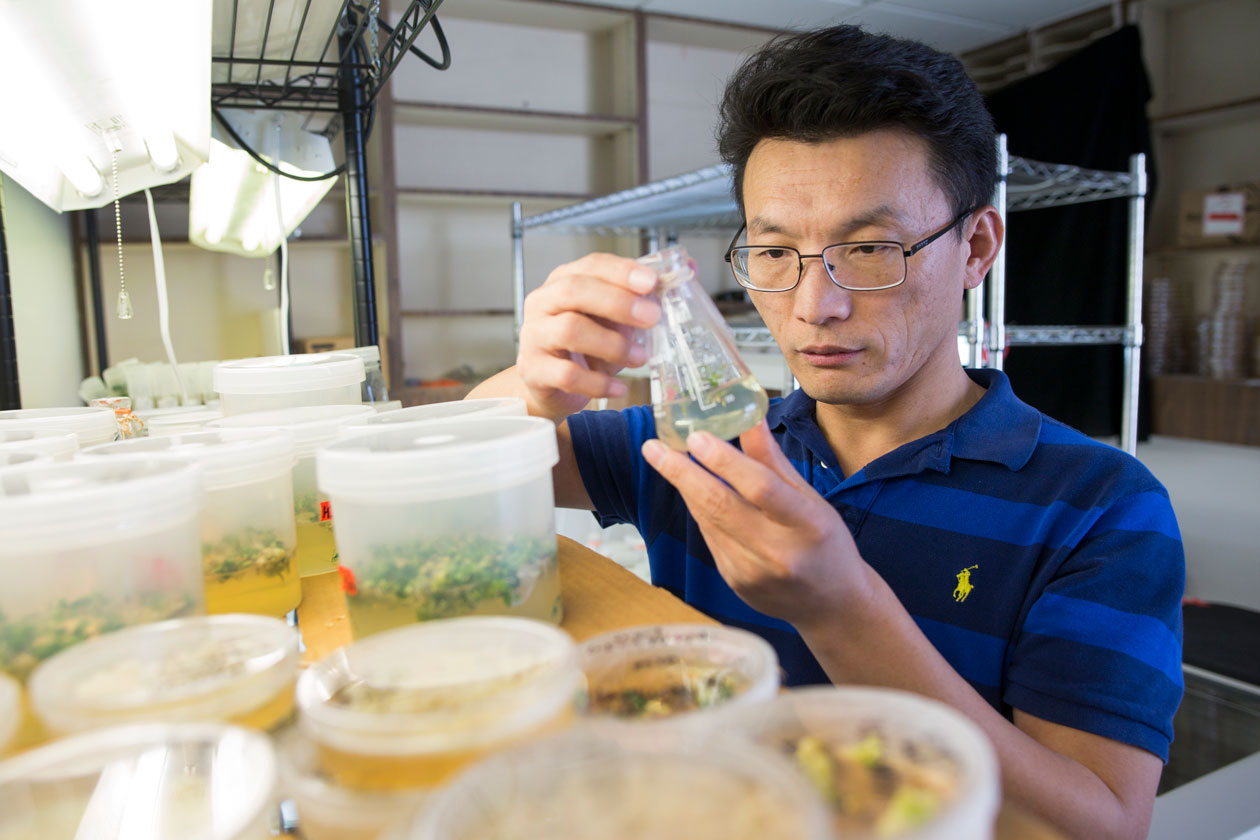 Dr. Nian Wang looking at lab specimens and cultures related to citrus greening.