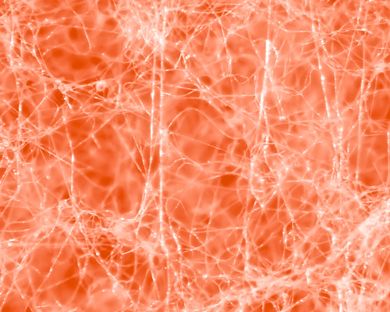 Orange monotone image of fungi spores under a microscope.
